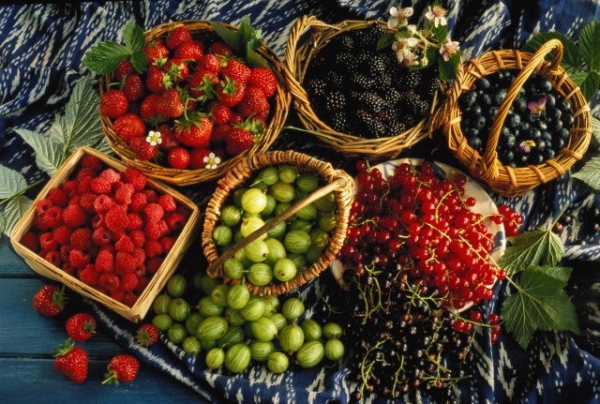 Плоды и ягоды, используемые в виноделии