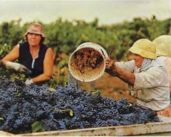 Виноделие в Австралии
