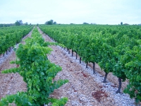 Развитие виноделия во Франции