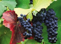 Сорта винограда, из которых производят лучшие вина! Все сорта винограда.